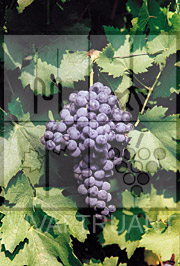 Foto di un grappolo d'uva di Cabernet Franc ISV 1